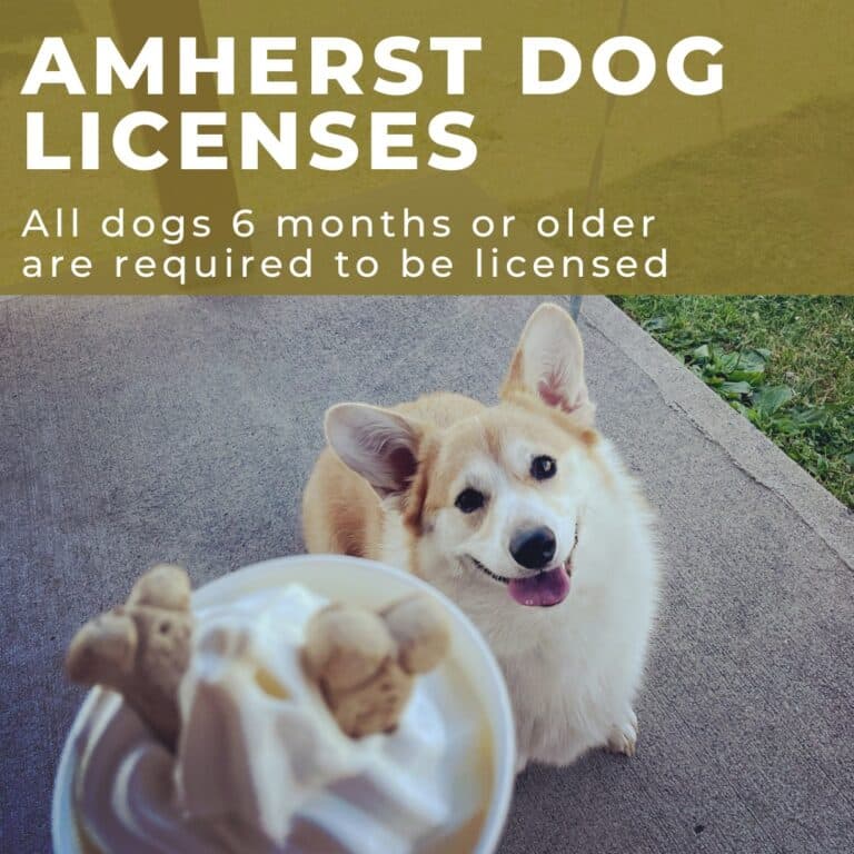 dog license renewal Amherst