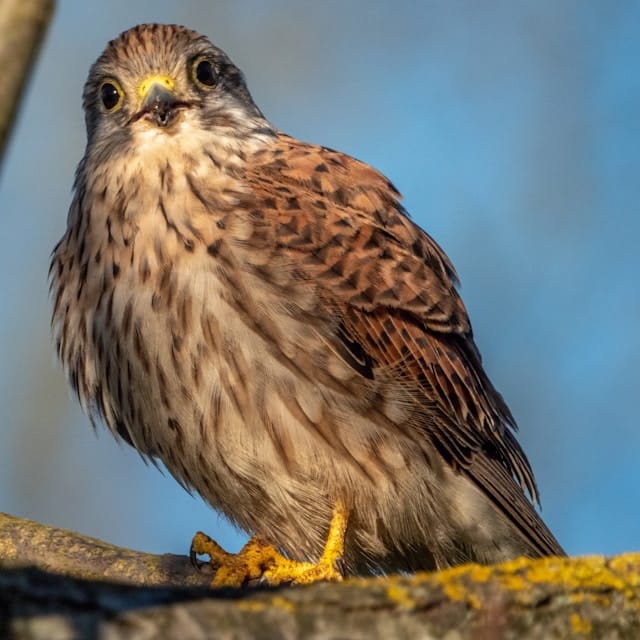 Arcadia Birding Trip