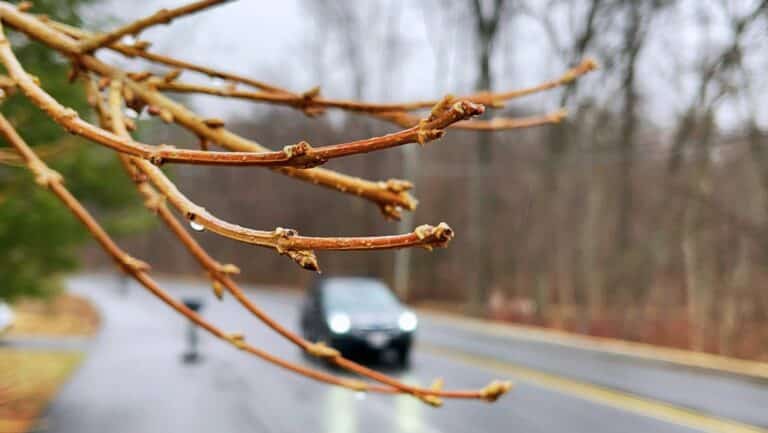 Raindrops collect on a branch in Amherst, March 20, 2025.