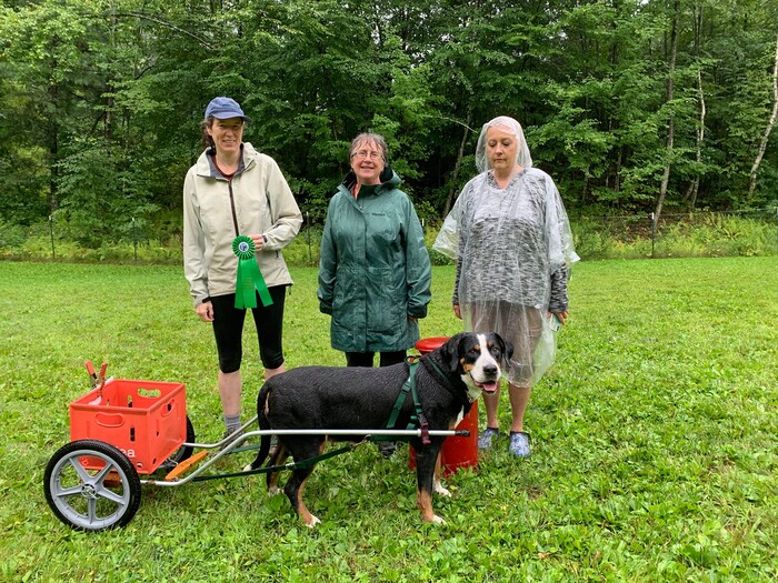 Swiss Mountain Dog Draft Trials