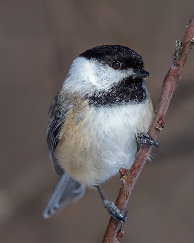birdwatching walks in Amherst