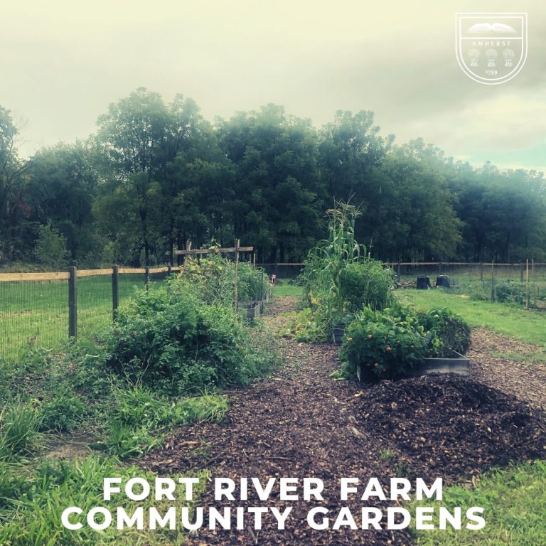 community garden plots in Amherst