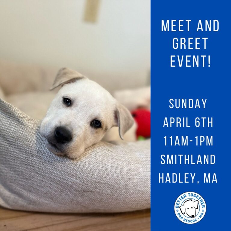 dog adoption event in Hadley