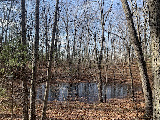 vernal pool walk in Holyoke