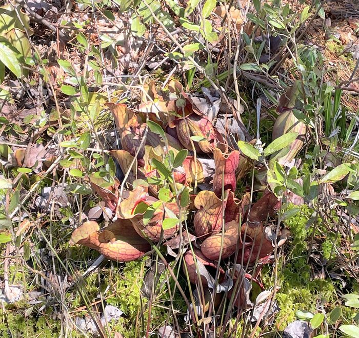 bog walk in Shutesbury