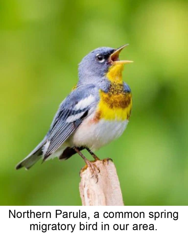 bird walk in South Hadley