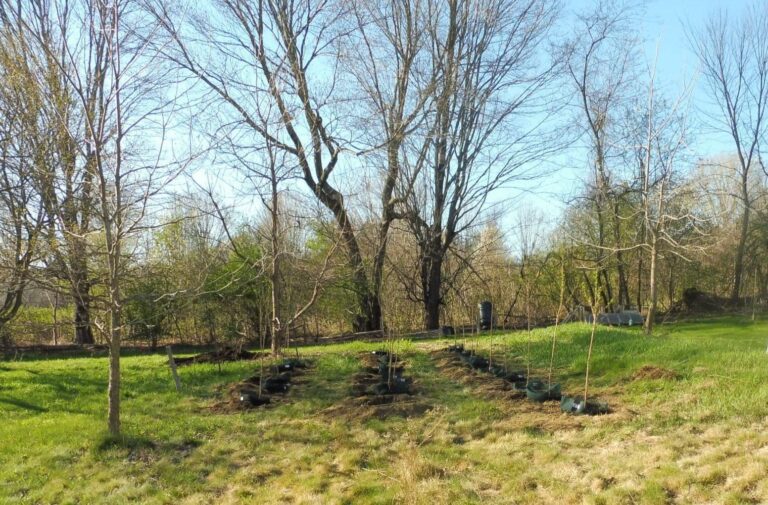 tree planting volunteer in Amherst