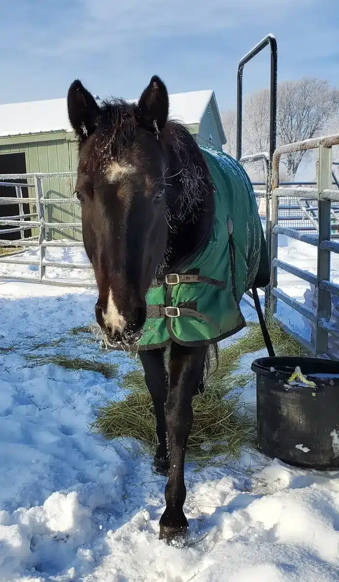 Equine Assisted Mindfulness in Sunderland