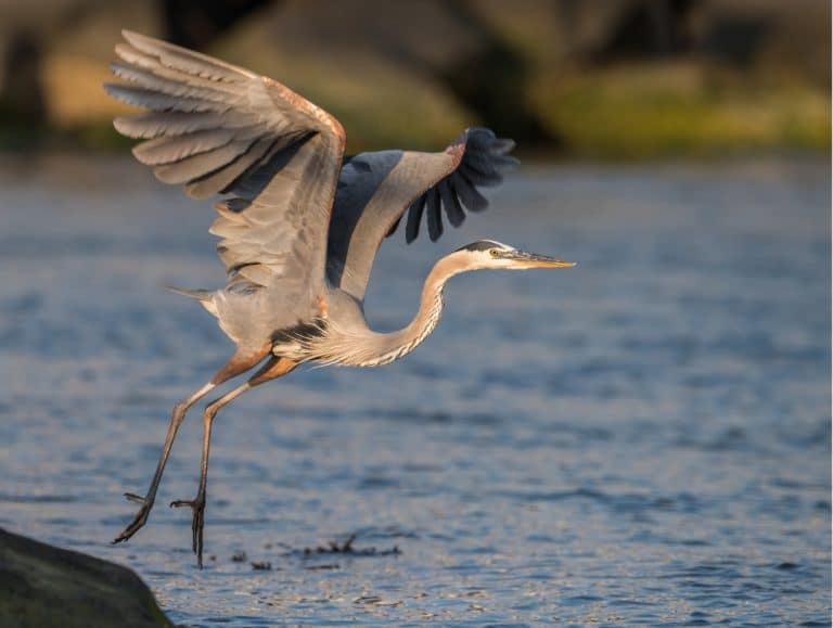 birding canoe at Lake Warner