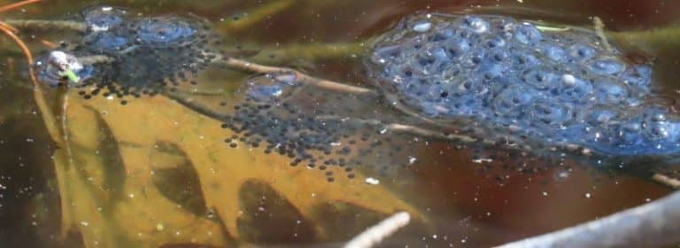 vernal pools hike Mt Warner