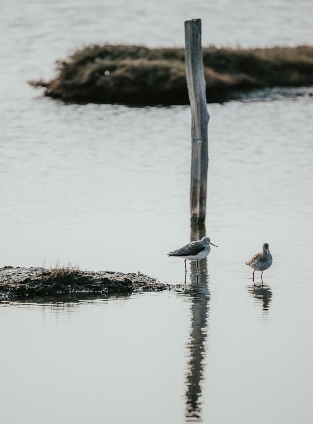 Quabbin Reservoir birdwatching