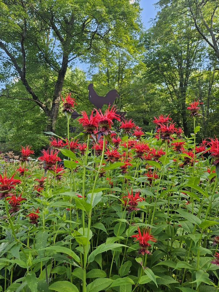 pollinator workshop in South Hadley