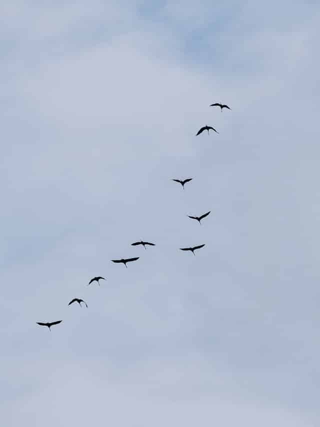 Bird Migration Across Hemispheres