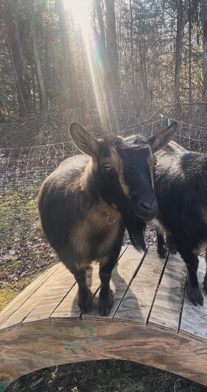 Jade - Lost Goat - South Amherst