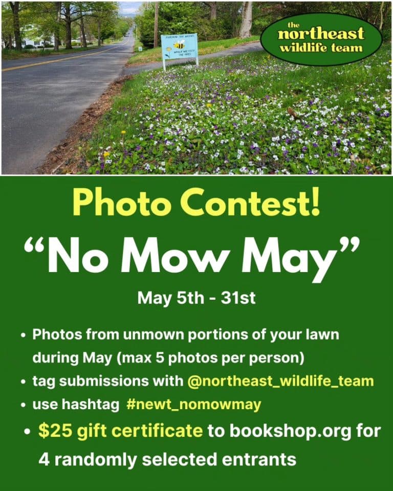 No Mow May contest