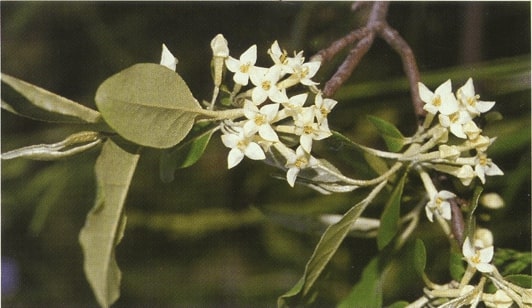 invasive plants workshop in Amherst