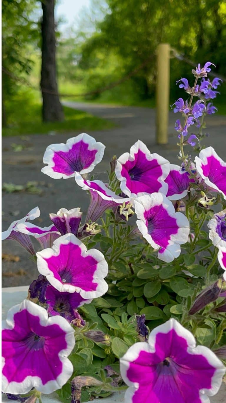 Petunias in Amherst, MA - FungaiFoto