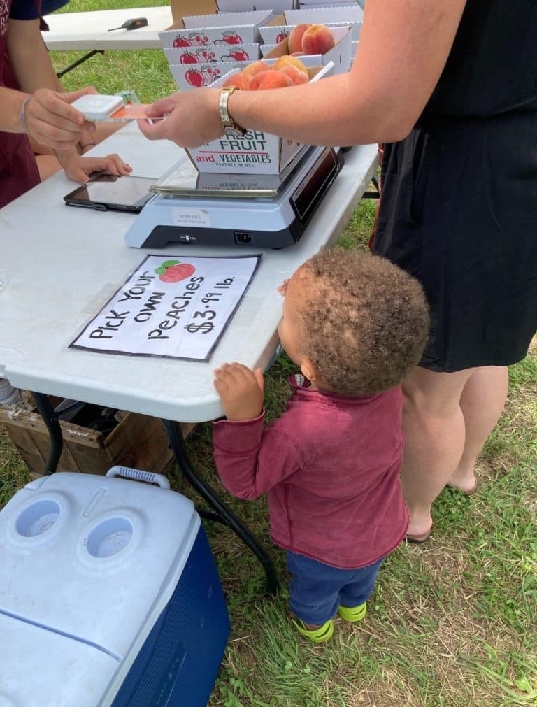 Pick your own peaches - a visitor to Apex Orchards in Shelburne MA pays for their fresh fruit. FungaiFoto.