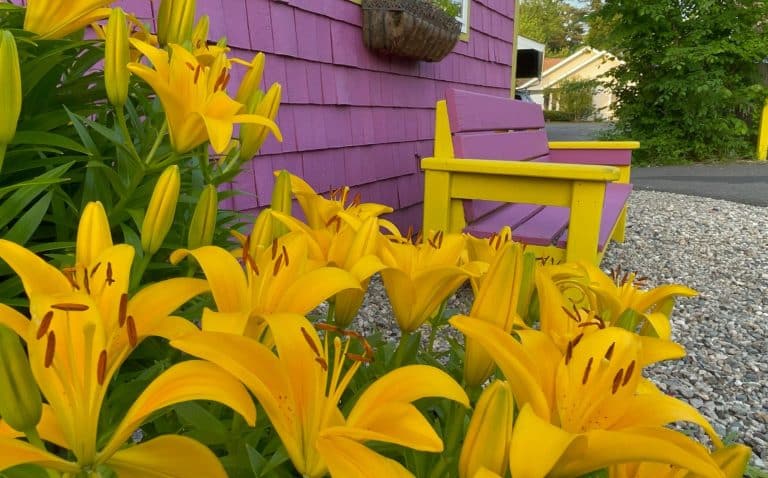Tiny Bee Asiatic Lilies outside El Comalito, a Salvadoran-Mexican restaurant in South Amherst, match the yellow & purple bench in the background.