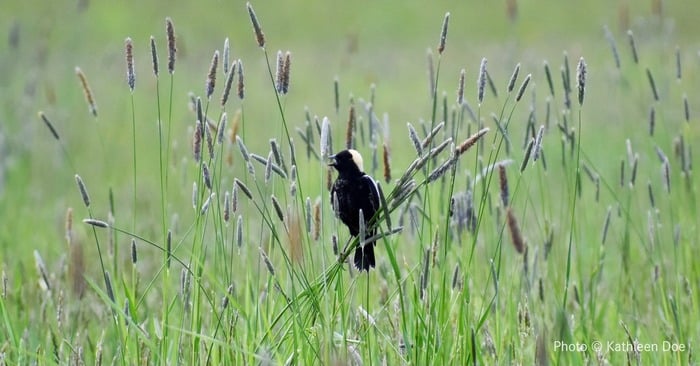 birding trip at Conte Refuge