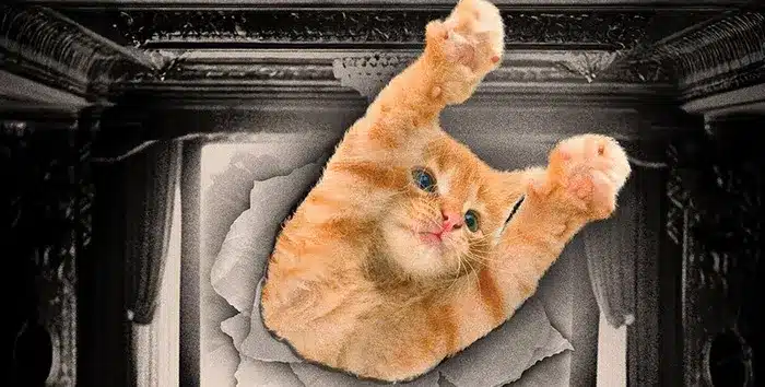 CatVideoFest Amherst 2025