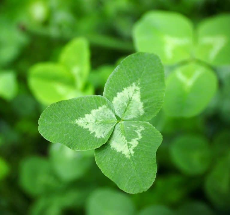 Clover Living Mulch Field Walk 2025