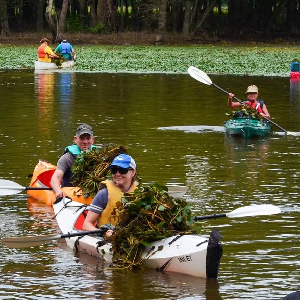Lake Warner Water Chestnut Removal