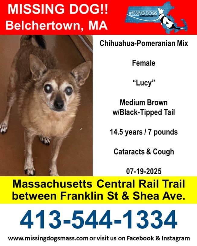 Missing Dog Belchertown 2025