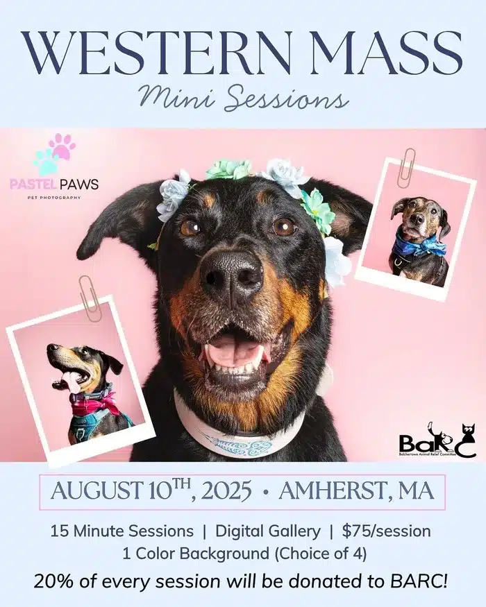 pet photography in Amherst