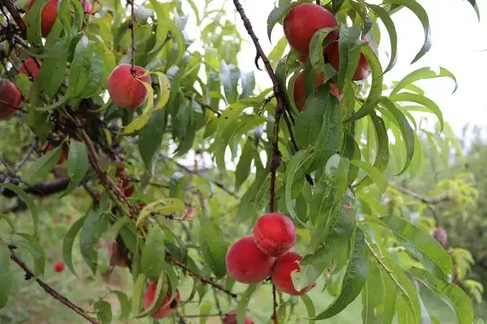 peach picking in Belchertown