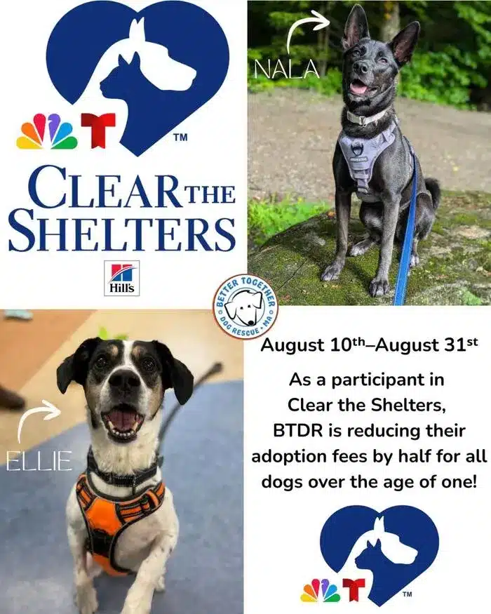 Clear the Shelters dog adoption