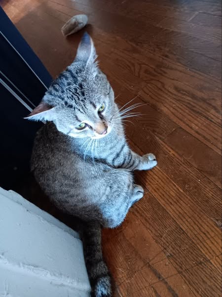 Lost cat Amherst Road South Hadley 2025