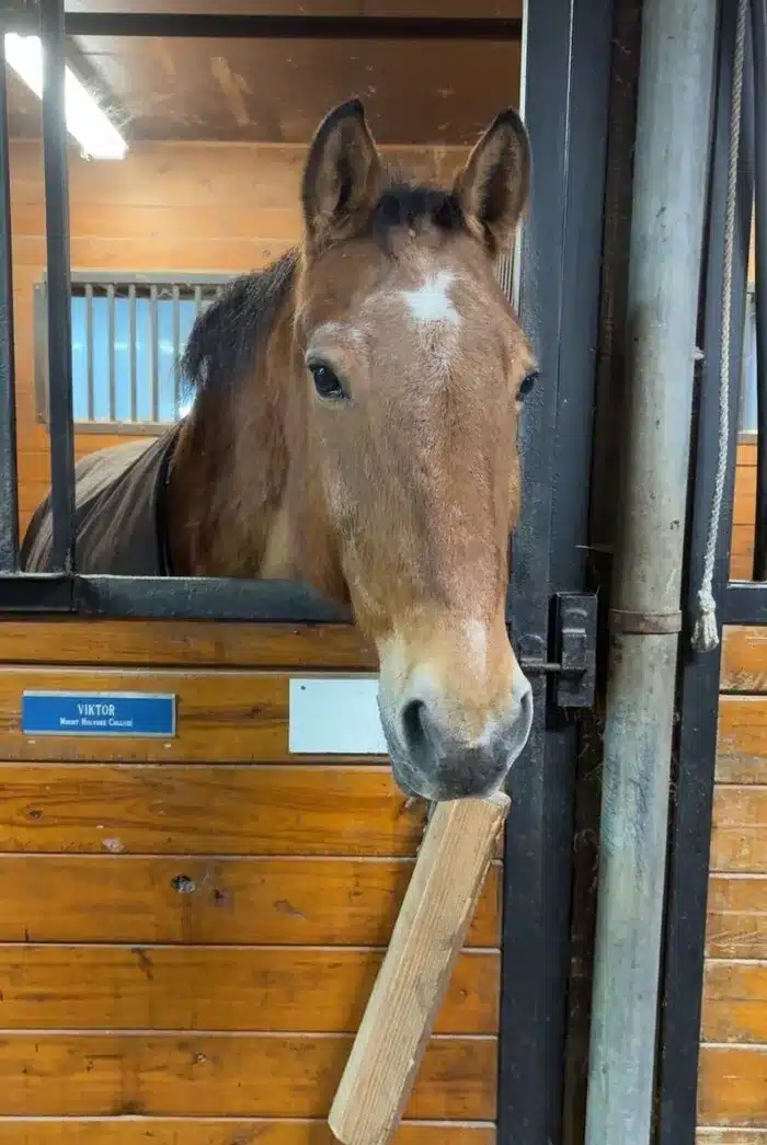 Mount Holyoke equestrian retirement