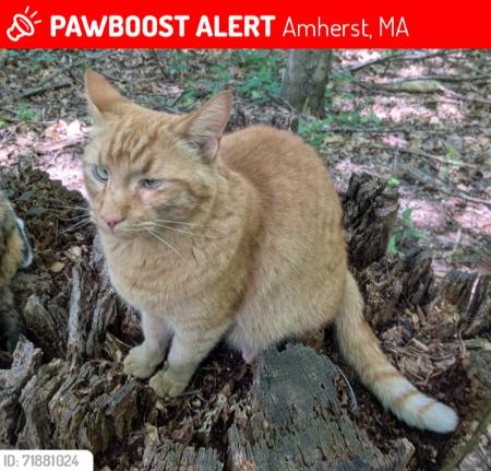 lost cat Hugo Amherst MA 2025