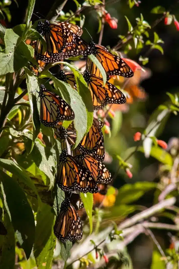 monarch tagging in Amherst