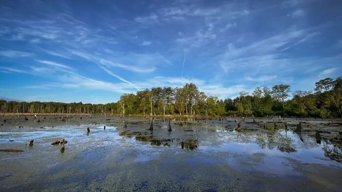 Lake Wallace cleanup in Belchertown