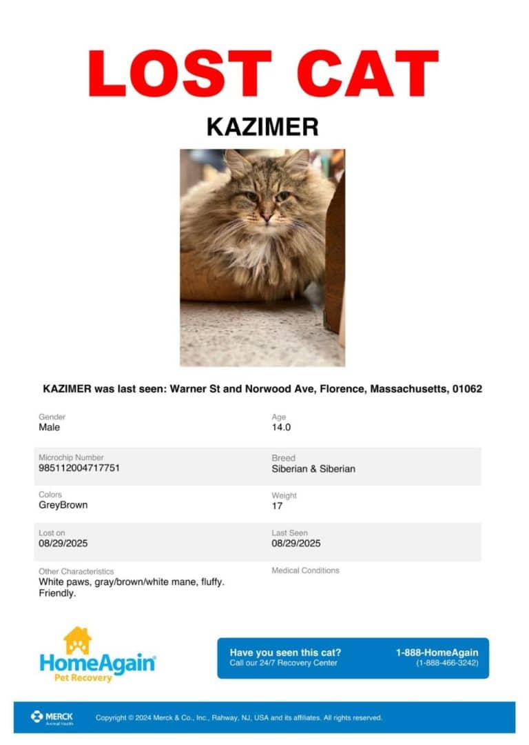 Lost Cat Kazimer Florence MA 2025