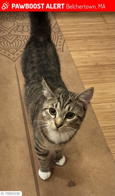 Lost Cat Toby Belchertown 2025