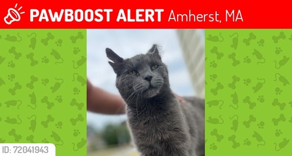 Lost cat Amherst 2025
