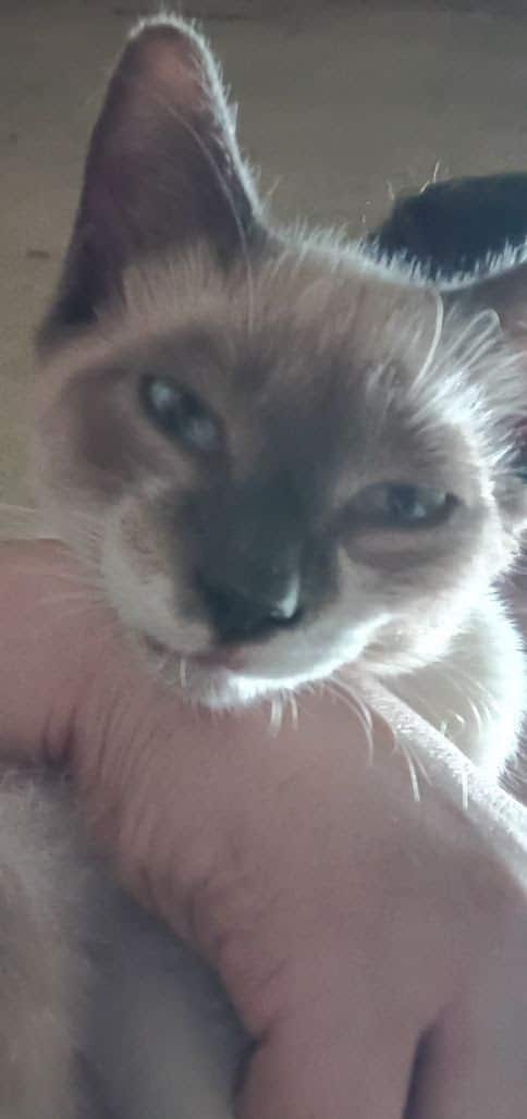 Lost cat Sir. Pounce-a-lot South Hadley 2025