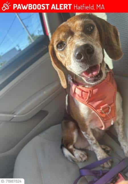 Lost dog Shirley Hatfield MA 2025