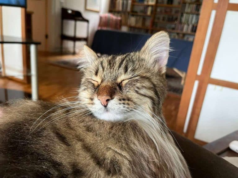 Missing cat Henry Amherst 2025