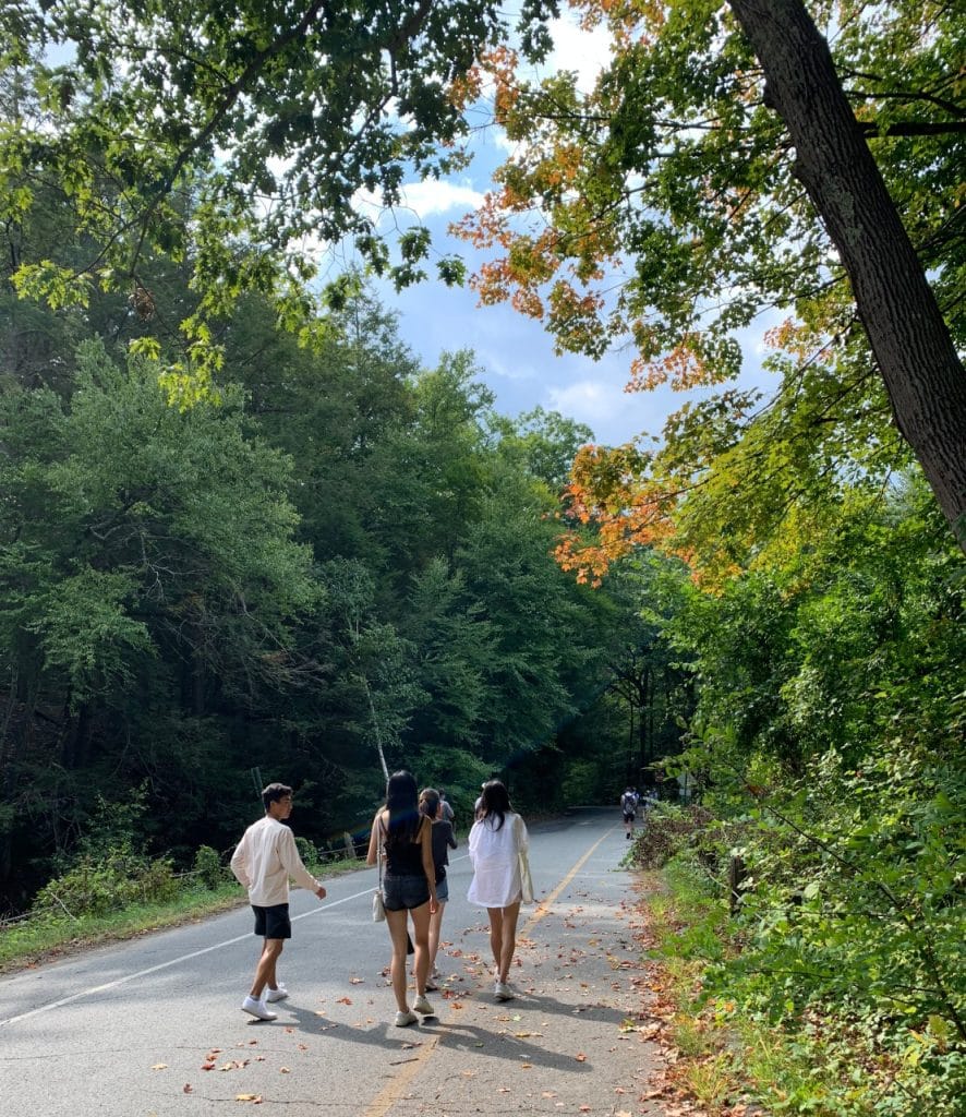 A group of your young people walking on a forest road.