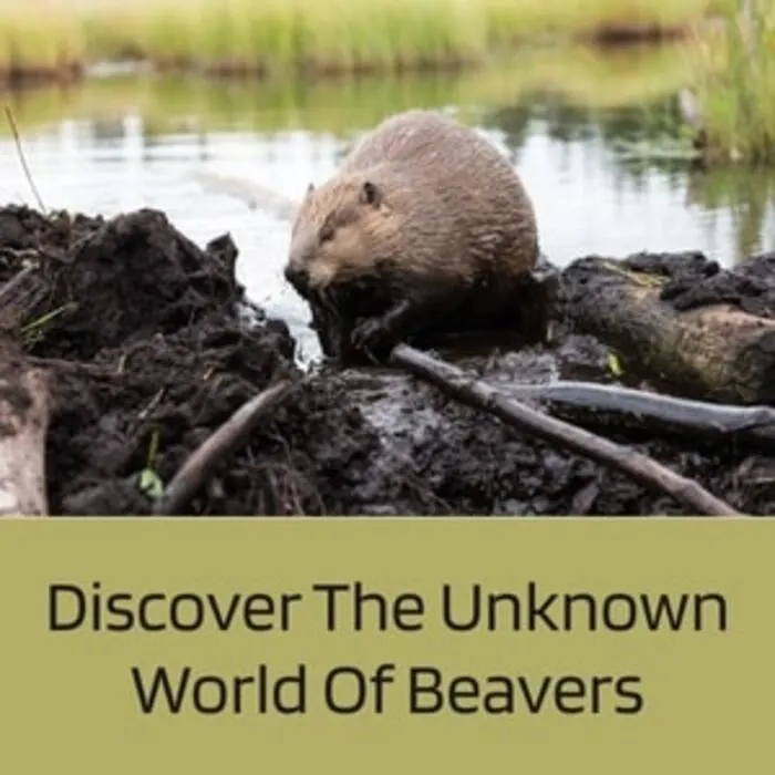 beaver ecology online presentation