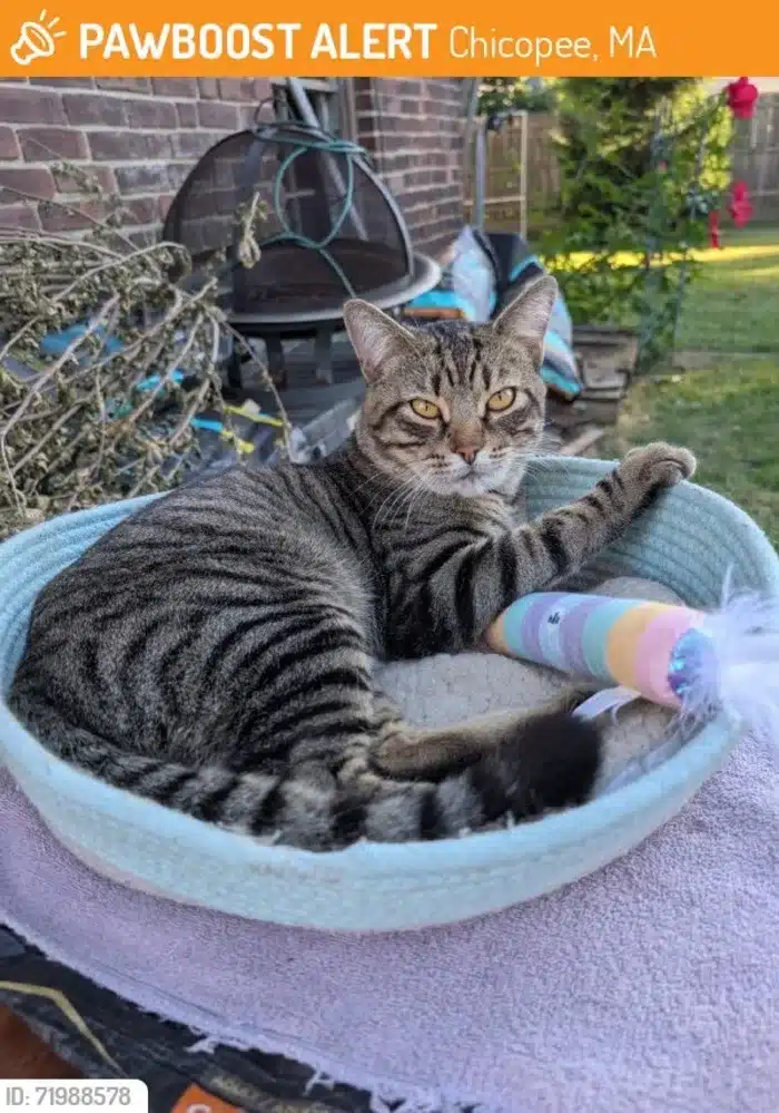 found tabby cat in Chicopee