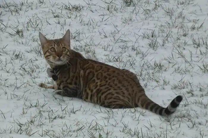 lost Bengal cat in Longmeadow with reward