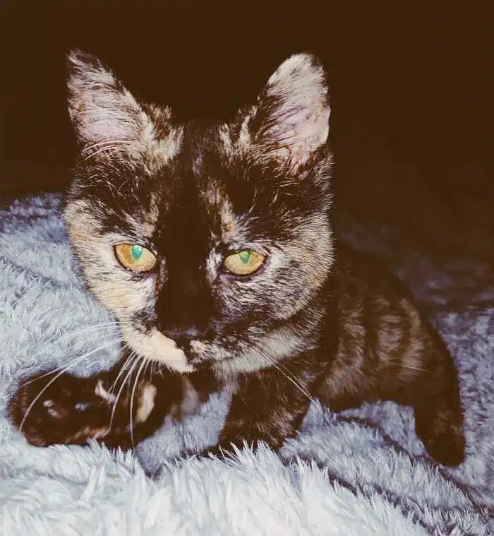 lost cat in Belchertown named Isa