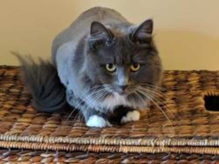 lost cat in Belchertown named Layla