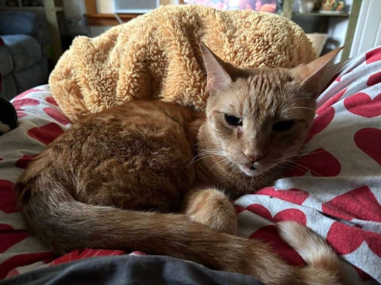 lost cat Burnzie South Amherst 2025