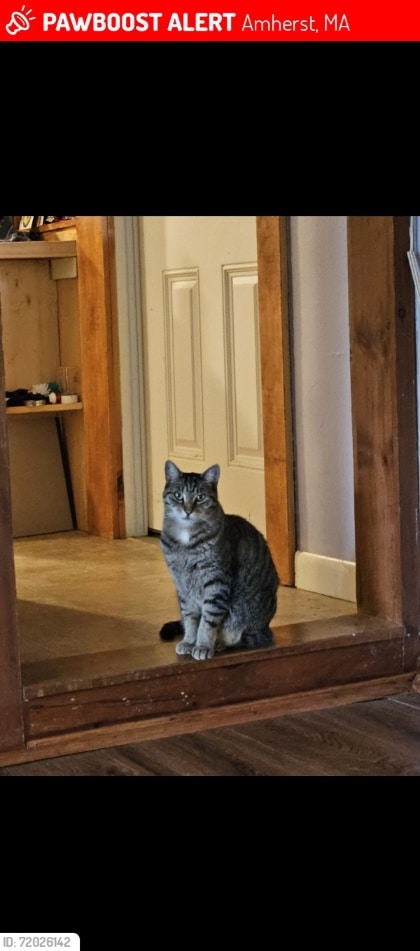 lost cat Mononoke Hampshire College Amherst 2025